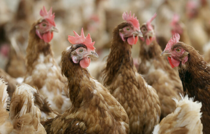 Cage Free Chickens
