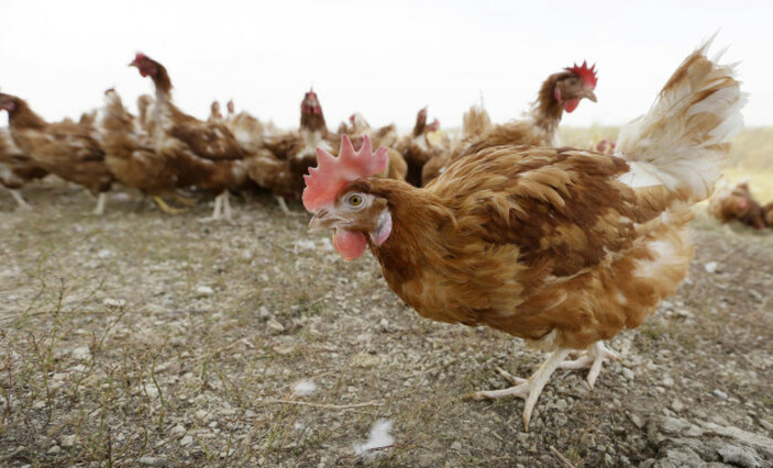 Egg Price Lower Prices