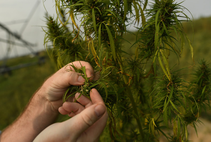 Colorado Hemp Farm